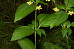 Fringed loosestrife